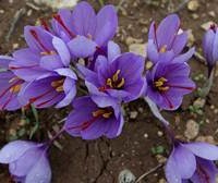 Σκοτώνουν τον καρκίνο με κρόκο Κοζάνης