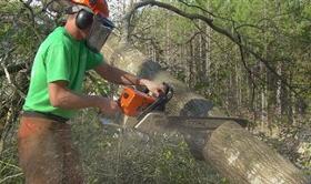 ilotomos_kovei_ksilo32452