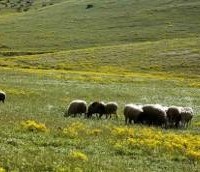 Ακόμα ένα χτύπημα στους πολίτες: Ετοιμάζουν χαράτσι και για τα… αγροτεμάχια!