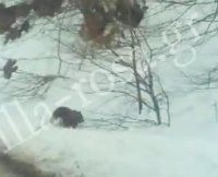 Ανταρτικό-Πρέσπες: Αρκούδα στο δρόμο! Δείτε το βίντεο!