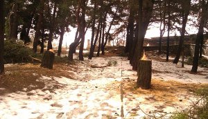 dentra_kommena_laiki_kozani8758