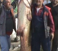 Γουλιανός 2,2 μέτρων και 120κιλών στη λίμνη Πολυφύτου – Βίντεο…
