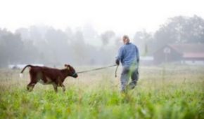 agrotis_xorafi_gaidouri547