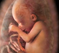 Το θαύμα της Ζωής: Eικόνες που δεν έχετε ξαναδεί σε ένα βίντεο από ένα Έλληνα επιστήμονα!