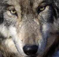 Όταν τα πρόβατα γίνονται λύκοι…