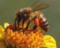 «Όταν εξαφανισθούν οι μέλισσες θα πεθάνει ο άνθρωπος», και ήδη εξαφανίζονται…