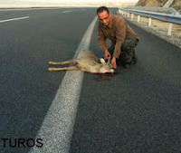 Η άγρια ζωή πεθαίνει στον κάθετο άξονα «Σιάτιστας-Κρυσταλλοπηγής»