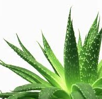 Αλόη βέρα το δώρο της φύσης…