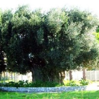 Μνημείο της Φύσης η Ελιά της Καλαμάτας! Η ηλικία της… 1743 χρόνια περίπου!