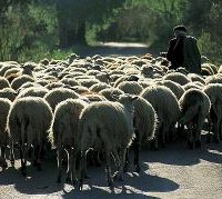 Συνεχίζονται οι ζωοκλοπές… 119 αιγοπρόβατα έκλεψαν από την Ξηρολίμνη!