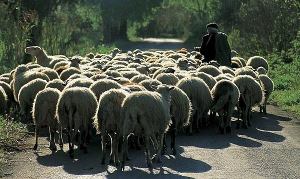 tsopanis_me_provata7654