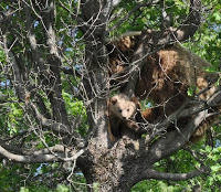 Αρκούδα με αρκουδάκι στο Τσοτύλι: Έκκληση προς τους υπεύθυνους οργανώσεων ΚΑΛΛΙΣΤΩ και ΑΡΚΤΟΥΡΟΥ! Δείτε φωτογραφίες