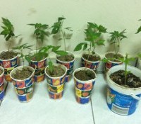 Κατασχέθηκαν 12 δενδρύλλια κάνναβης στην Πτολεμαϊδα