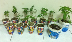 dentrilia_xasis_ptolem