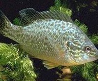 Πώς βρέθηκε το «ψάρι φονιάς» στη Λίμνη της Καστοριάς;