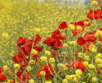 Κοζάνη: Γιόρτασαν την πρωτομαγιά στη φύση! Βίντεο