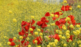 protomagia_louloudia_kampos8765