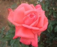 Τριαντάφυλλο στην κάλπη!