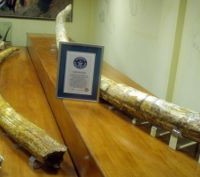 Σιάτιστα: Σε έκθεση οι χαυλιόδοντες του Καλονερίου