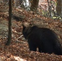 Και οι αρκούδες υποδέχονται την άνοιξη! Συνεχίζονται τα ξυπνητούρια στο καταφύγιο του Αρκτούρου!