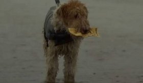 skilos_me_laxeio765487