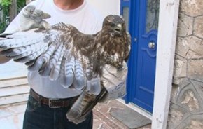 geraki traumatismeno875