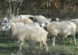 ktinotrofia provara765