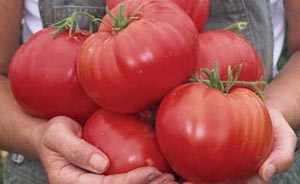 ntomates gigas98790325