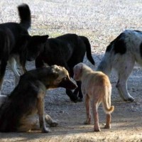 Νέες καταγγελίες για τις άθλιες συνθήκες στο κυνοκομείο Πτολεμαΐδας!