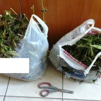53χρονος καλλιεργούσε κάνναβη στον Άγιο Χριστόφορο Εορδαίας – Κατασχέθηκαν 2,5 κιλά φύλλα και 16 δενδρύλλια!