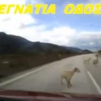 Μπήκαν τα γίδια… στην Εγνατία! Βίντεο