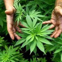 Ελεύθερη και πάλι η καλλιέργεια κλωστικής κάνναβης στην Ελλάδα