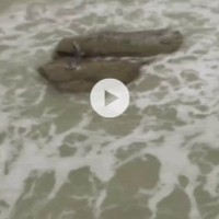 Χαμός στο ίντερνετ με το βίντεο της «Γοργόνας» που πρόβαλλε το Animal Planet!