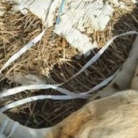 Οι εγκληματίες ξαναχτυπησαν! 30 σκύλοι νεκροί απο φόλες στην Άρδασσα