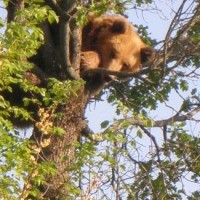 Επίθεση αρκούδας σε στάνες στο Εμπόριο Εορδαίας