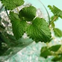 3ο Mojito Party στο Δημοτικό Αναψυκτήριο Πετρανών στις 3 Αυγούστου