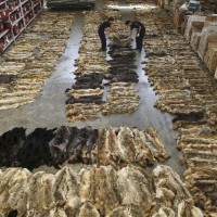 Σάλο προκαλεί το λαθρεμπόριο δερμάτων λύκου από την Ελλάδα στην Κίνα