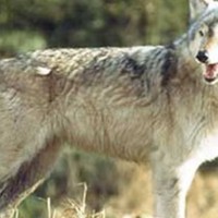 Λύκοι κατασπάραξαν πουλάρι στην Άρδασσα Εορδαίας