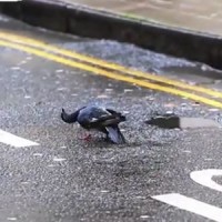 Περιστέρια – ζόμπι με ανάποδο κεφάλι και αλλόκοτες κινήσεις «τρομοκρατούν» τη Μόσχα! Βίντεο