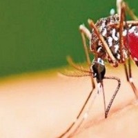 Πρώτος νεκρός στην Ελλάδα από τον ιό του δυτικού Νείλου