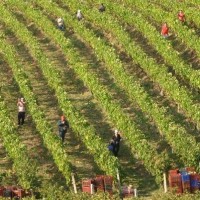 Ανακοίνωση για τους παραγωγούς οινοποιήσιμων σταφυλιών