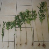 Κατάσχεση 9 δενδρυλλίων κάνναβης στην Ελάτη Κοζάνης
