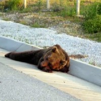 Ακόμη μία νεκρή αρκούδα στη Δυτική Μακεδονία