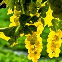 13η Γιορτή Κρασιού στο Αγίασμα Βοΐου στις 6 Οκτωβρίου