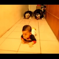 Φοβερό βίντεο: Σκυλάκια μιμούνται ένα μωρό που μπουσουλά!