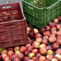 Αυξημένη η μηλοπαραγωγή σε Πύργους και Μεσόβουνο Εορδαίας