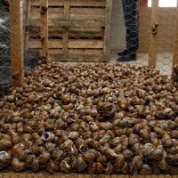 Η χρυσή ευκαιρία που δίνει η εκτροφή σαλιγκαριών – Πως μπορείτε να κερδίσετε 2.500 ευρώ ανά στρέμμα