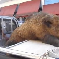 Aγριογούρουνο 230 κιλά στα Σέρβια! Δείτε το βίντεο
