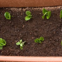 Παράνομο μέχρι και το μαρούλι που θα φυτέψεις σε γλάστρα!