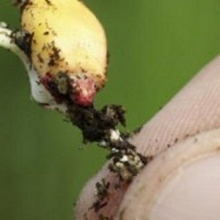 Πώς μία εταιρεία «τέρας» γενετικά μεταλλαγμένων προϊόντων «σπέρνει» τον καρκίνο στον κόσμο – Βίντεο